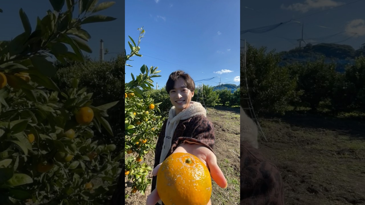 みかんとってあげるね！#青山新 #女がつらい #演歌第七世代 #青山新撰組 #ファンクラブ #みかん狩り #shorts