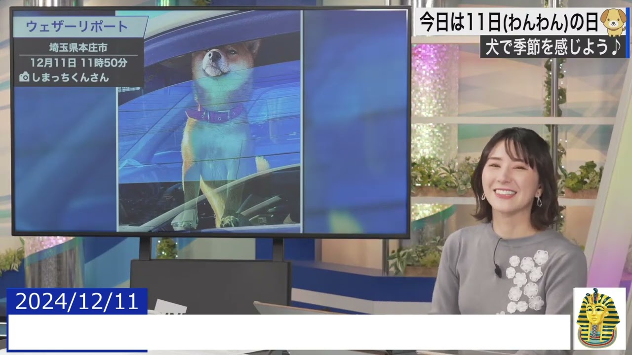 【20241211 ウェザーニュースライブ切り抜き】 かわいい動物リポート #白井ゆかり