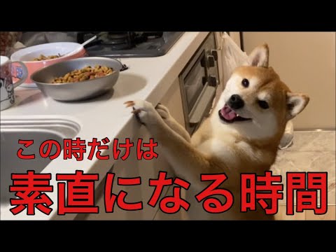 【柴犬飼い主54歳】この時間だけは素直です！