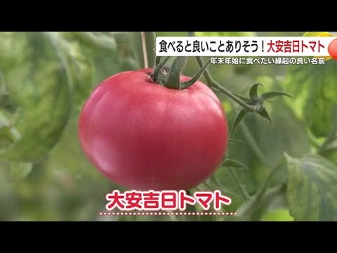 ”大安吉日トマト”　　年末年始に食べたい縁起の良い名前　収穫のポイントは？　鹿児島・さつま町 (24/12/17 18:50)