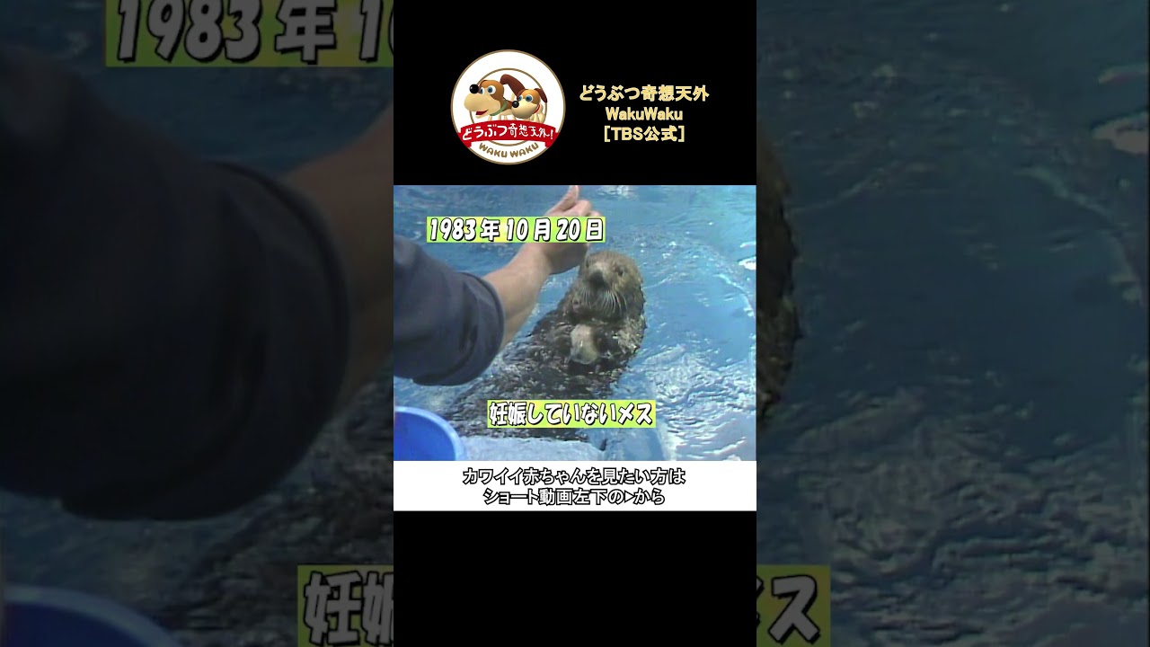 日本初‼水族館でラッコの赤ちゃんが誕生‼出産１年前からの母の優しさ【どうぶつ奇想天外／WAKUWAKU】