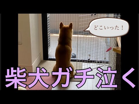 【柴犬飼い主54歳】飼い主が入院！泣きまくる！