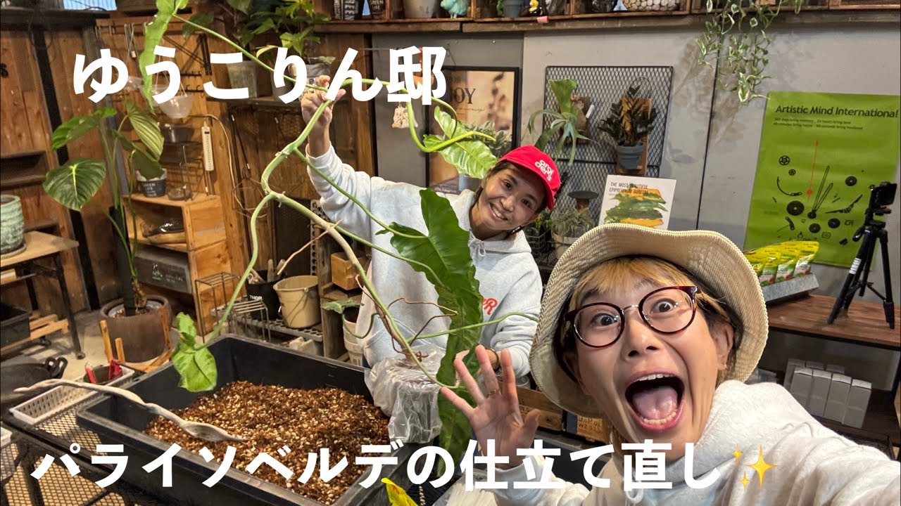 ゆうこりんのリビング植物をカッコよく仕立て直し💓