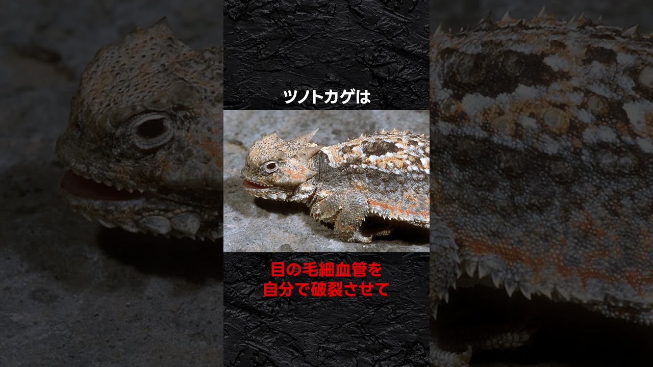 驚愕の特殊能力を持つトカゲ3選