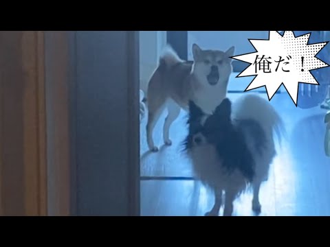 【柴犬飼い主54歳】飼い主が出かける時に顔出してくれる柴犬！