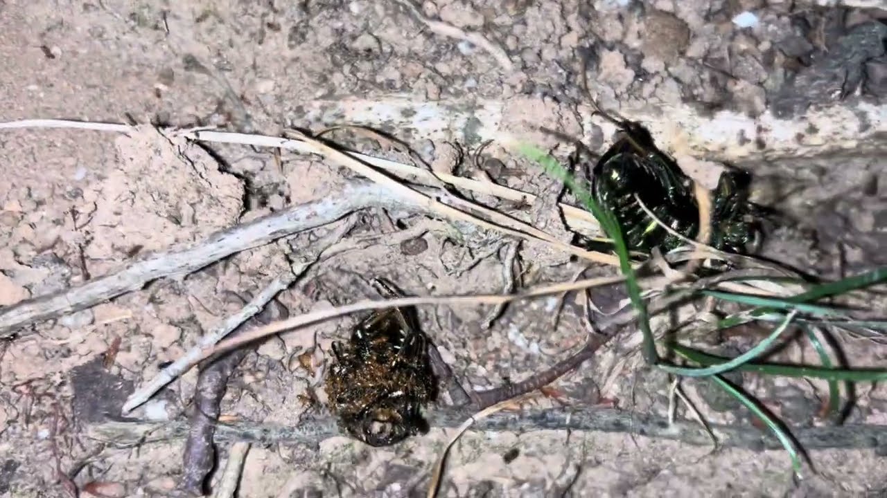 🌒🇨🇭15：液体が…‼️ワッツ・ハプン…😭。もはや屍（しかばね）だけとなった昆虫観察の動画日記。因果関係は不明。なんだんかだ今日も20km以上歩き、実はひたすら、ずーっと自分の働き半生を反省してます。