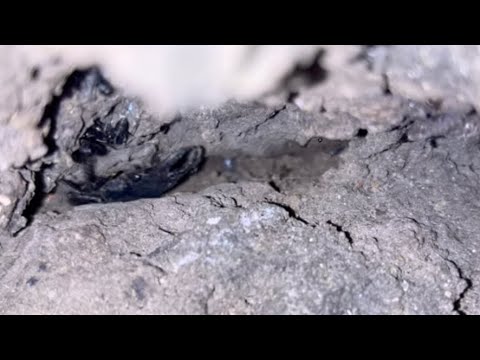 🇨🇭03：カナブンは去り、カブトムシも去り、ダンゴムシばかりのなか、クワガタが‼️