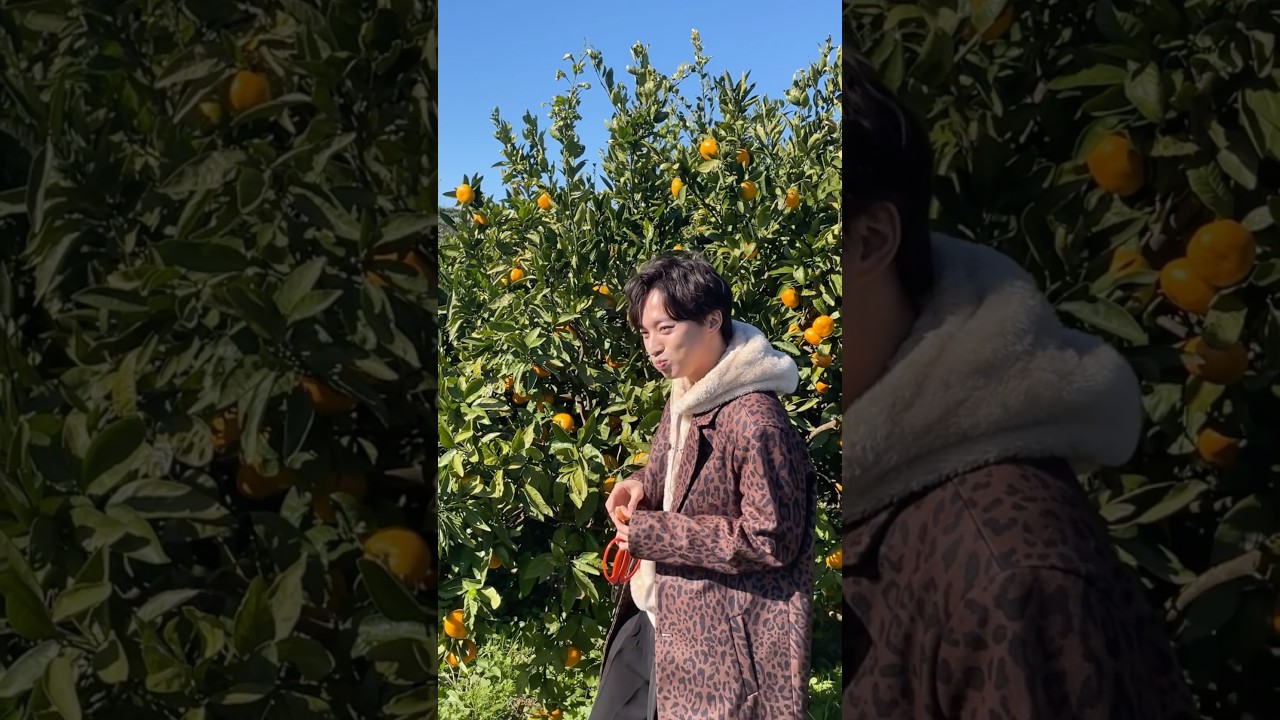 もぐもぐが止まらない #青山新 #女がつらい #青山新撰組 #みかん狩り #演歌第七世代 #shorts