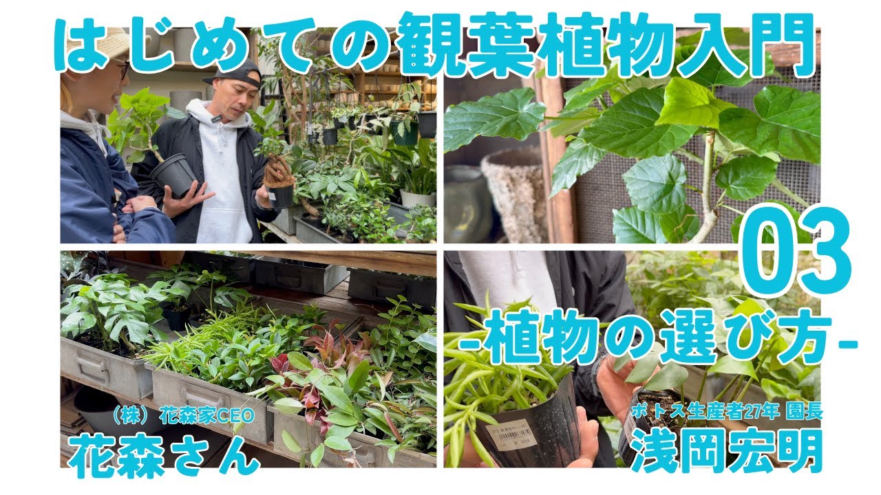 【観葉植物ビギナー】大事なのは○○○！プロが教える植物選びのワンポイント