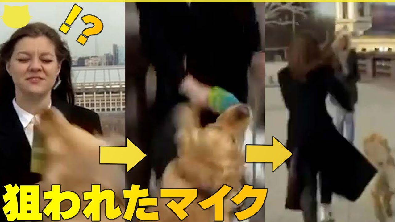 【生中継でのハプニング】「お天気コーナー」で犬がキャスターのマイクを強奪　ロシア