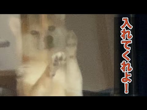 【柴犬飼い主54歳】追い出された柴犬の末路！