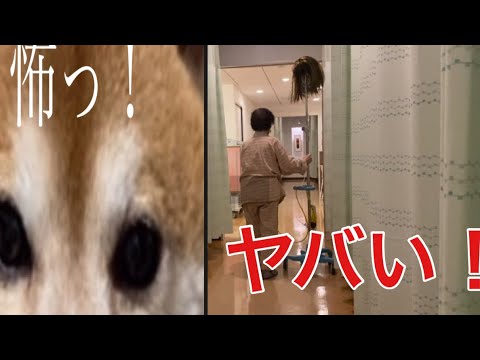 【柴犬飼い主54歳】柴犬もビビる！