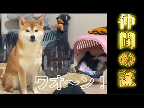 【柴犬飼い主54歳】犬との約束！