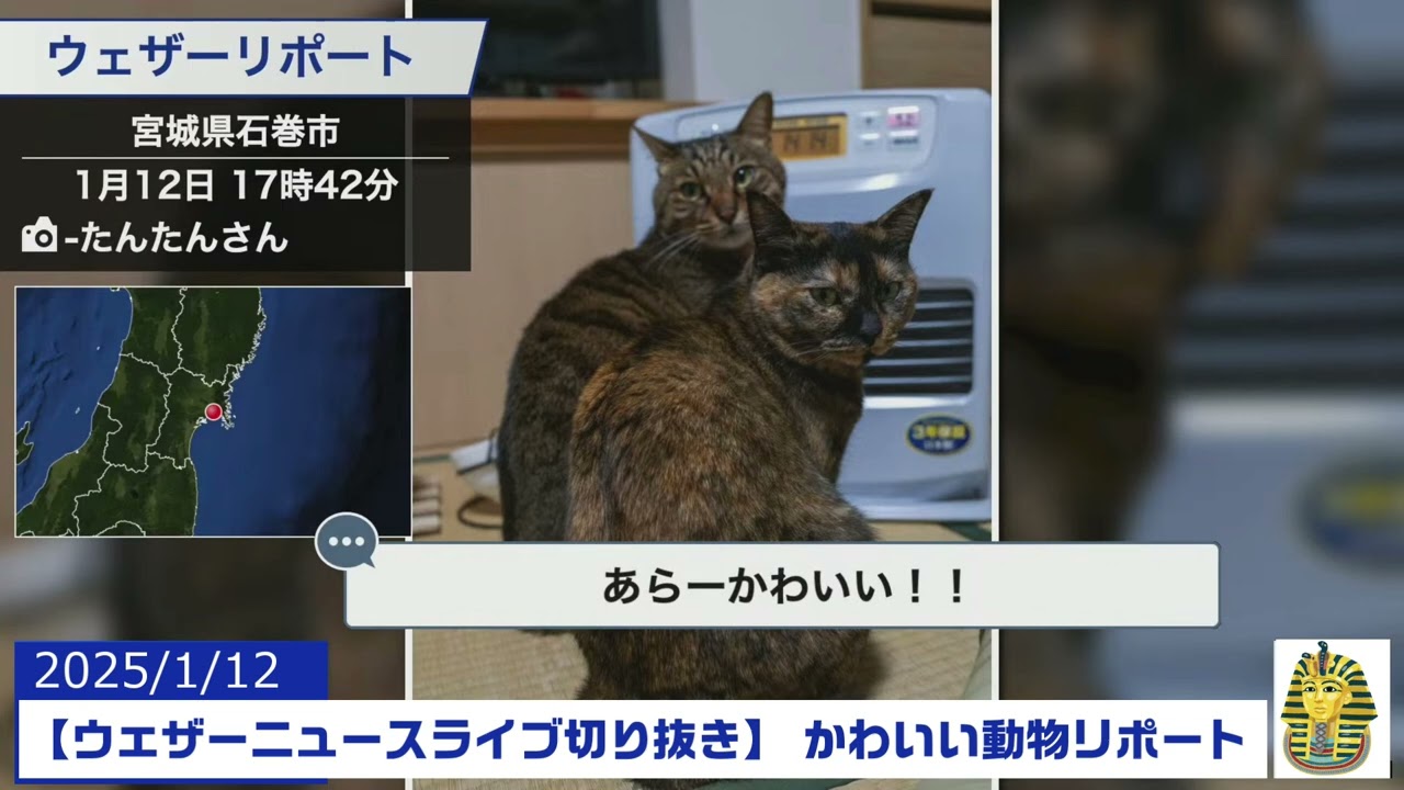 【20250112 ウェザーニュースライブ切り抜き】 かわいい動物リポート #戸北美月