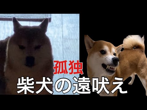 【柴犬飼い主55歳】一緒に遠吠え！