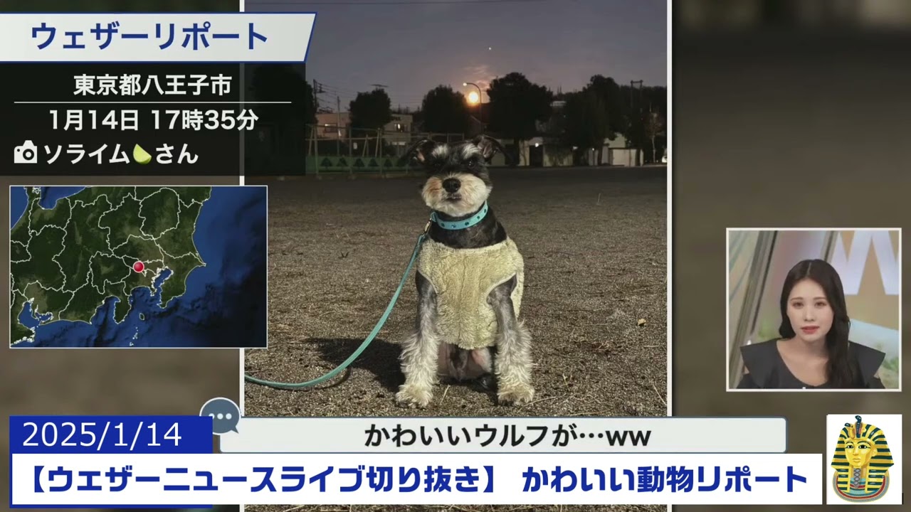 【2020114 ウェザーニュースライブ切り抜き】 かわいい動物リポート #戸北美月