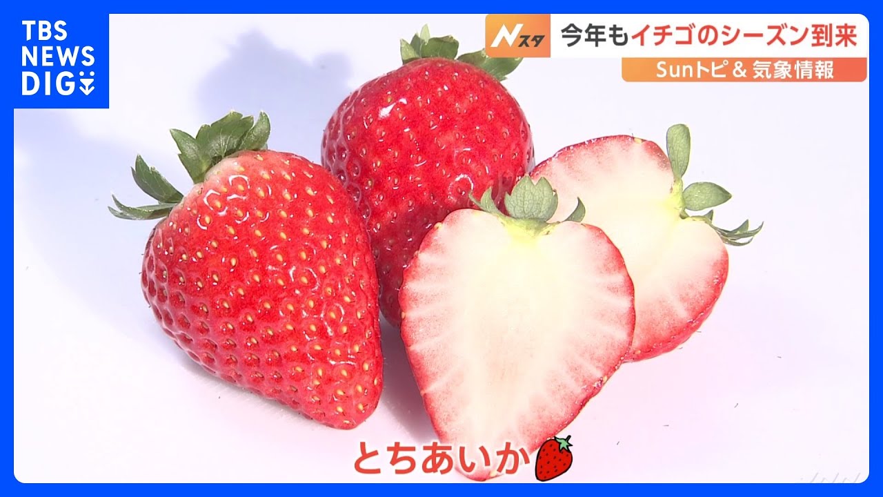 イチゴのシーズン到来　甘さのカギは気温差【SUNトピ】｜TBS NEWS DIG
