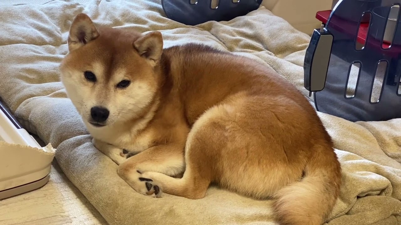 柴犬の寝起き