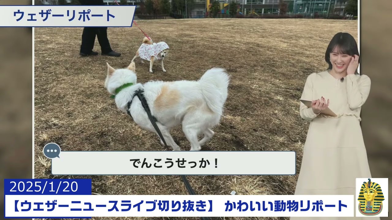 【20250120 ウェザーニュースライブ切り抜き】 かわいい動物リポート #白井ゆかり