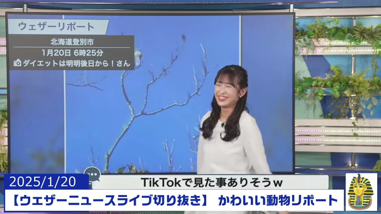【20250120 ウェザーニュースライブ切り抜き】 かわいい動物リポート #山岸愛梨