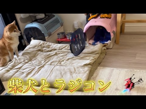 【柴犬飼い主55歳】ラジコン1分で壊す！