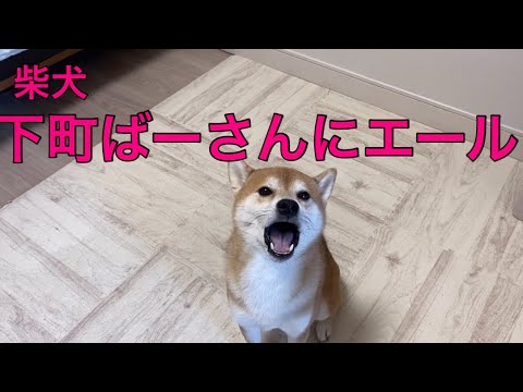 【柴犬飼い主55歳】赤ちゃんの時に育ててもらったばーさんに柴犬がエールをおくる！