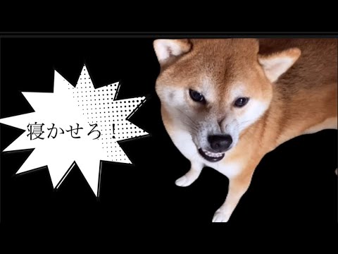 【柴犬飼い主55歳】日頃の仕返しとして犬を寝かせない！