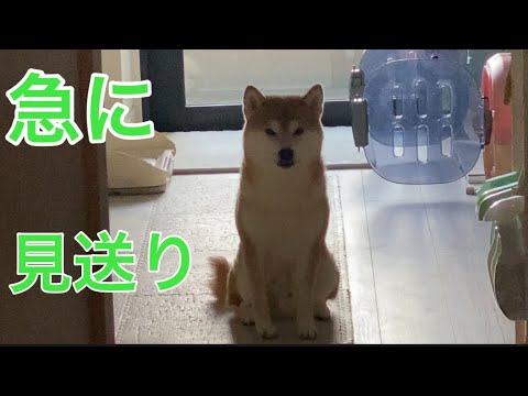【柴犬飼い主55歳】外出前に主人を急に見送るようになった犬！