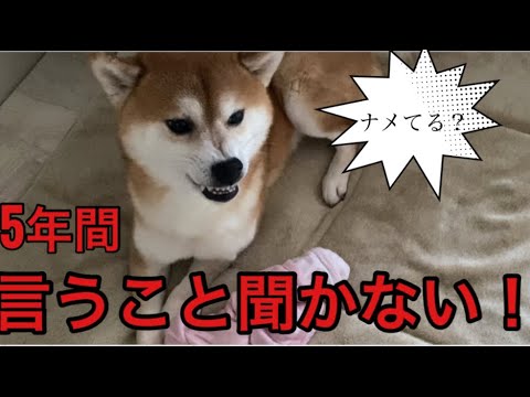 【柴犬飼い主55歳】5年暮らしていまだ言う事きかない柴犬！