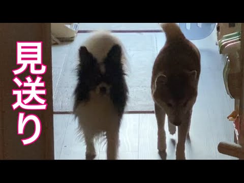 【柴犬飼い主55歳】パピヨンに合わせられるようになった柴犬