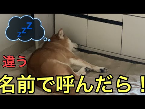 【柴犬飼い主55歳】6歳の犬に違う名前で呼んでみた！