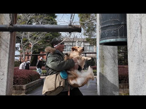 【九州一周旅行】薩摩半島で平和の鐘を鳴らしたら驚いた！【Golden Retriever japan】