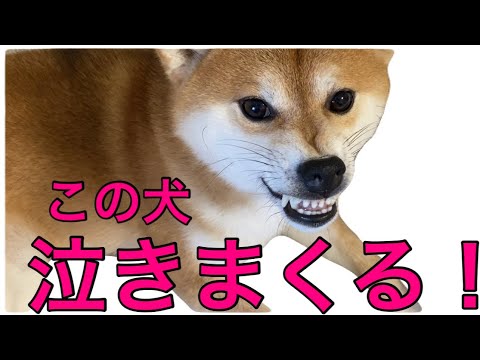 【柴犬飼い主55歳】出かける主人に対して泣きまくる犬！