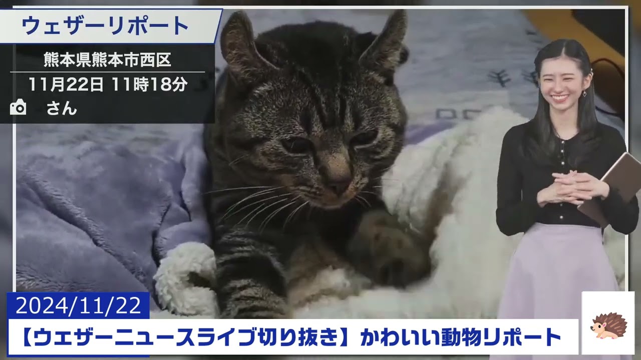 【20241122 ウェザーニュースライブ切り抜き】かわいい動物リポート #大島璃音