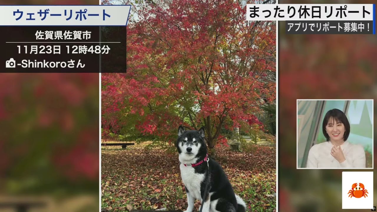 【20241123 ウェザーニュースライブ切り抜き】かわいい動物リポート #白井ゆかり