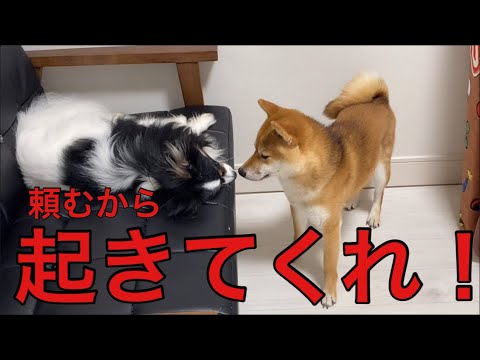 【柴犬飼い主55歳】お願いだから起きてください😢