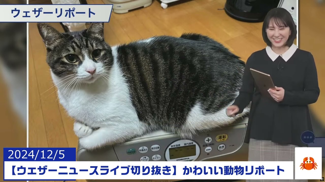 【20241205 ウェザーニュースライブ切り抜き】かわいい動物リポート #白井ゆかり