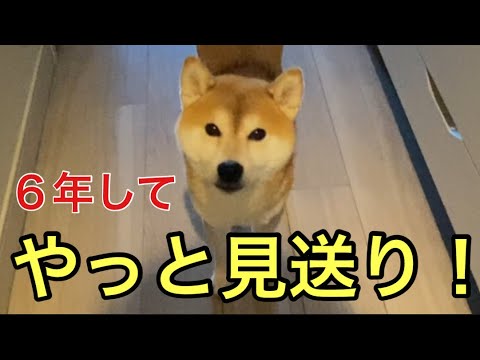 【柴犬飼い主55歳】６年間一緒に暮らしやっと見送りするようになった犬！