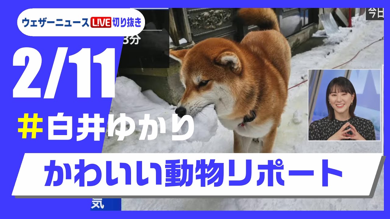 【20250211 ウェザーニュースライブ切り抜き】かわいい動物リポート #白井ゆかり
