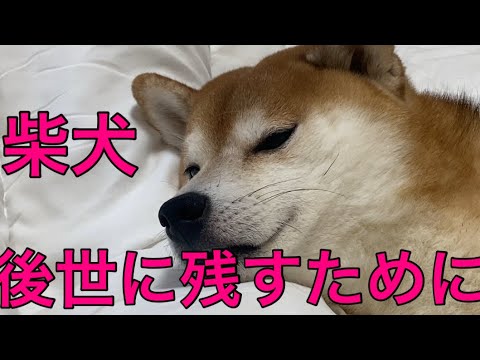 【柴犬飼い主55歳】留守番している柴犬に敬意をはらい撮影！