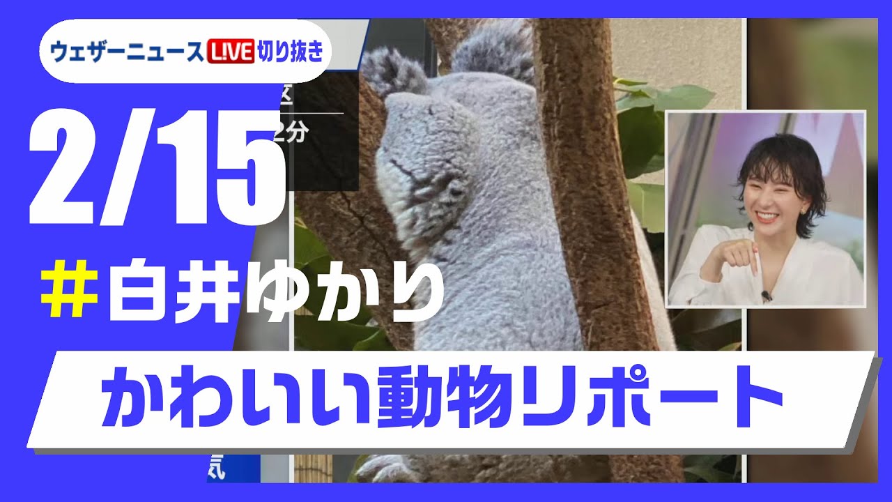 【20250215 ウェザーニュースライブ切り抜き】かわいい動物リポート #白井ゆかり