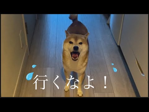 【柴犬飼い主55歳】柴犬に寂しがられるようになったおじさん！
