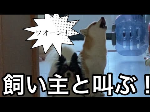【柴犬飼い主55歳】飼い主の愛情を受けて変わった柴犬！