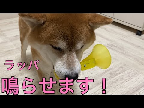 【柴犬飼い主55歳】言われた通り鳴らせるようになった柴犬！