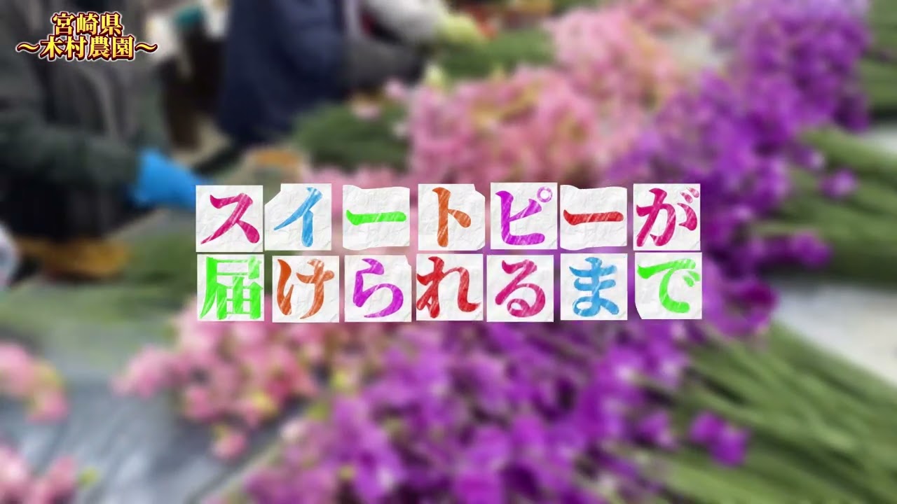 【木村農園のスイートピー】2025フラワーバレンタインinひめじに御協力頂いた、木村農園さまの紹介動画を作成しました✨　#宮崎県 #スイートピー #木村農園