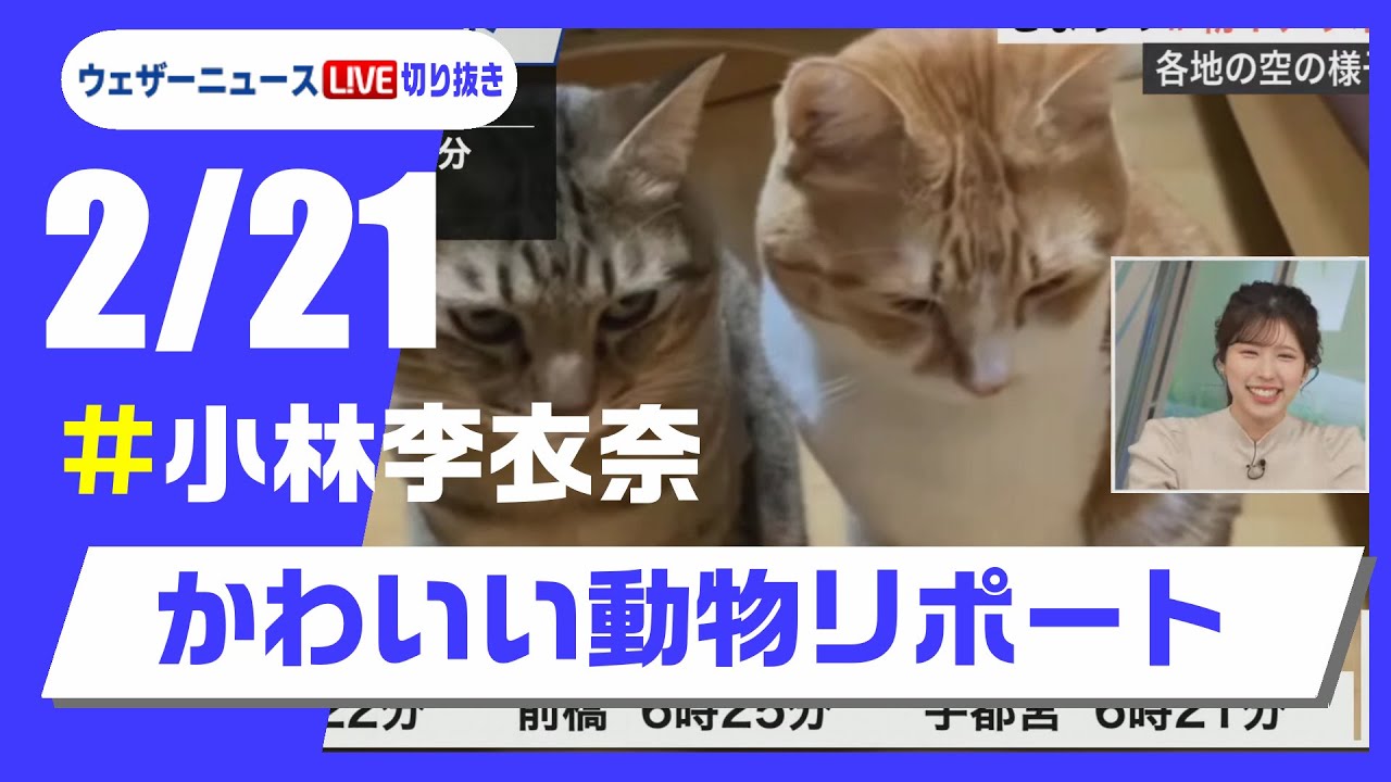 【20250221 ウェザーニュースライブ切り抜き】かわいい動物リポート #小林李衣奈