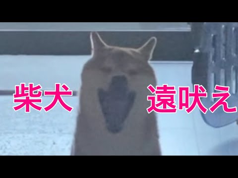 【柴犬飼い主55歳】仲間の証　飼い主と一緒に遠吠えをする柴犬！