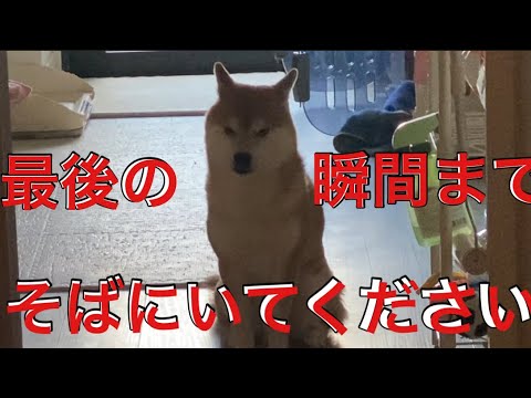 【柴犬飼い主55歳】柴犬に感動！