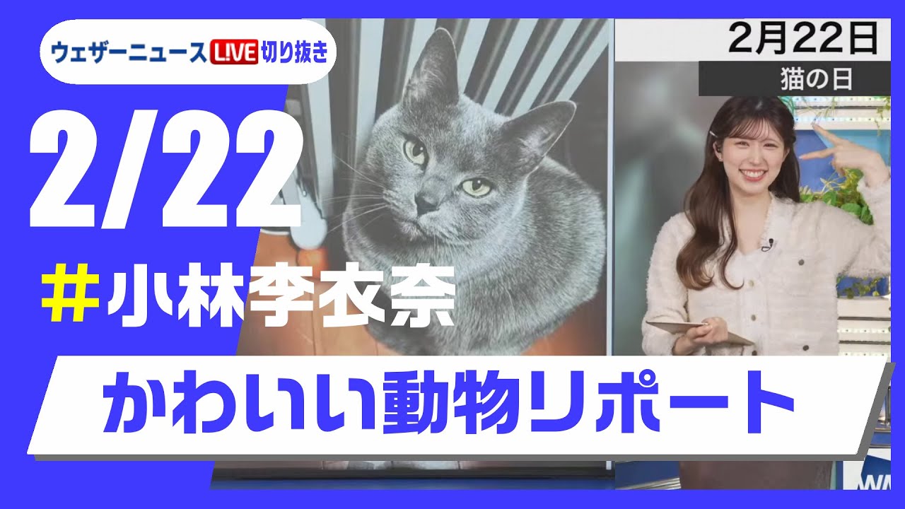 【20250222 ウェザーニュースライブ切り抜き】かわいい動物リポート #小林李衣奈