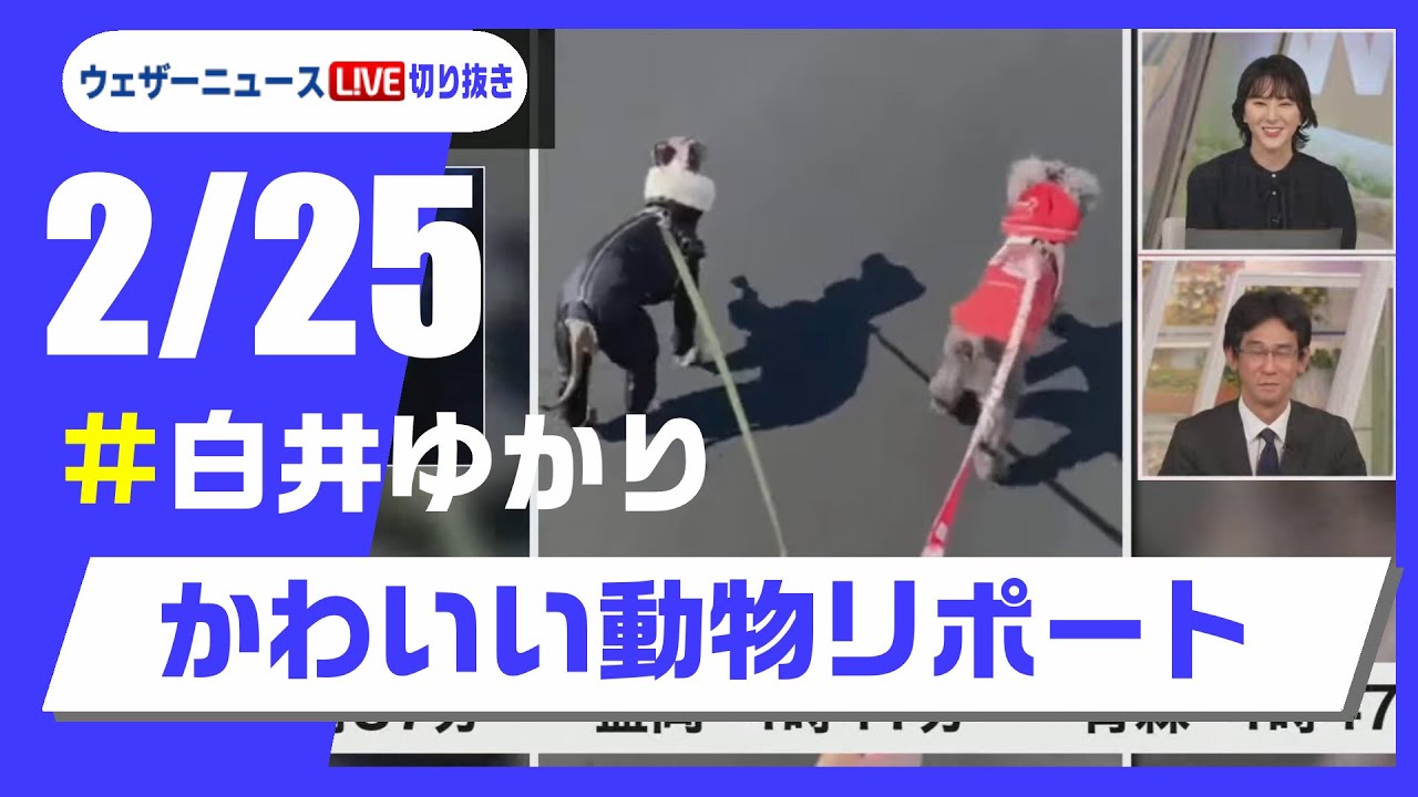 【20250225 ウェザーニュースライブ切り抜き】かわいい動物リポート #白井ゆかり